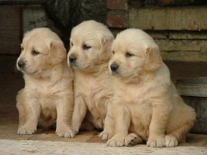 Cuccioli Golden Retriever Roma